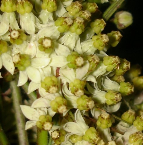 Xysmalobium involucratum night photo
